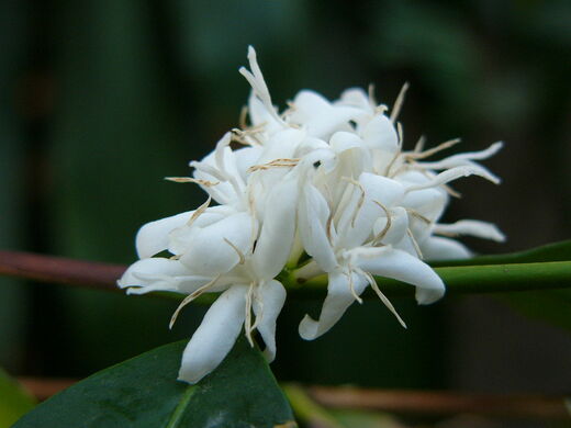1280px-Coffea_arabica.jpg