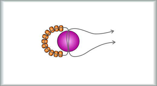 Náramek  -  2