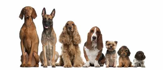 bigstock-Group-of-brown-dogs-sitting.jpg