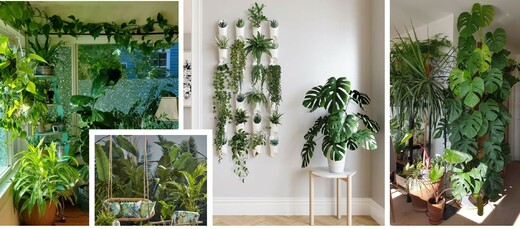 monstera.jpg